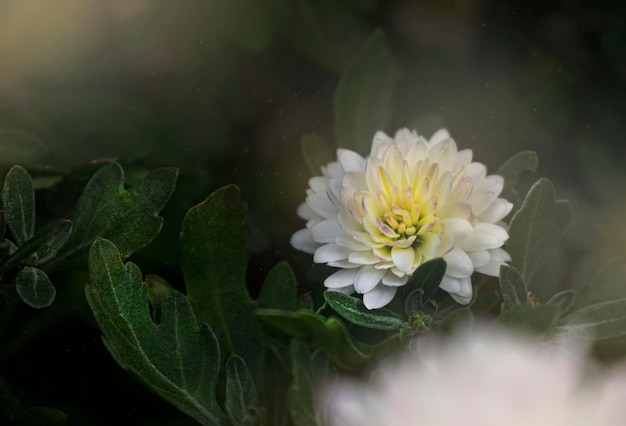 Vue rapprochée de la fleur blanche