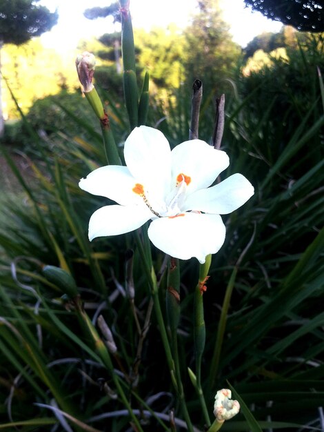 Photo vue rapprochée de la fleur blanche