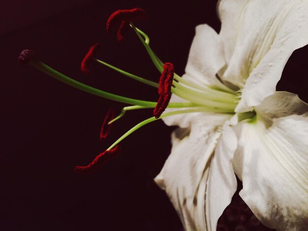 Photo vue rapprochée de la fleur blanche