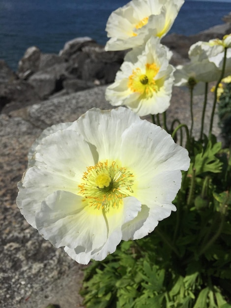 Vue rapprochée de la fleur blanche