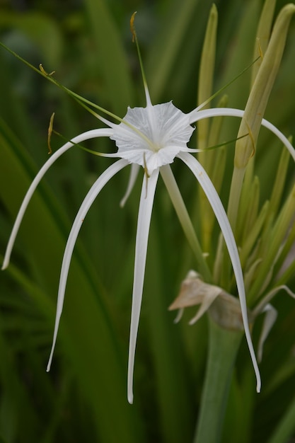 Photo vue rapprochée de la fleur blanche