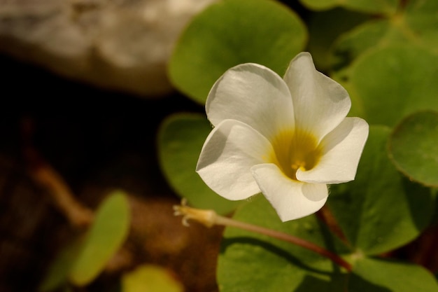 Photo vue rapprochée de la fleur blanche
