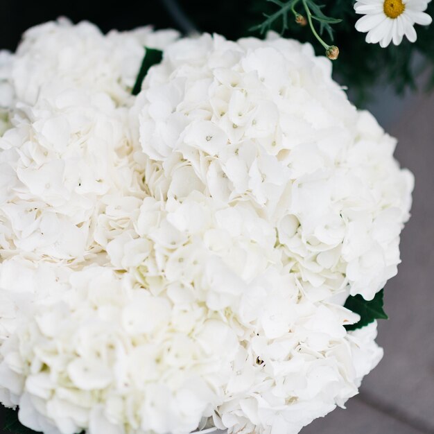 Vue rapprochée de la fleur blanche