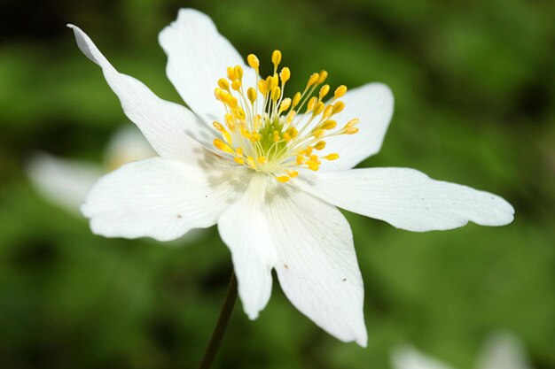 Photo vue rapprochée de la fleur blanche