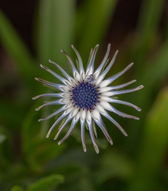 Photo vue rapprochée de la fleur blanche