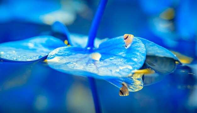 Photo vue rapprochée d'une fleur bleue sur une plante