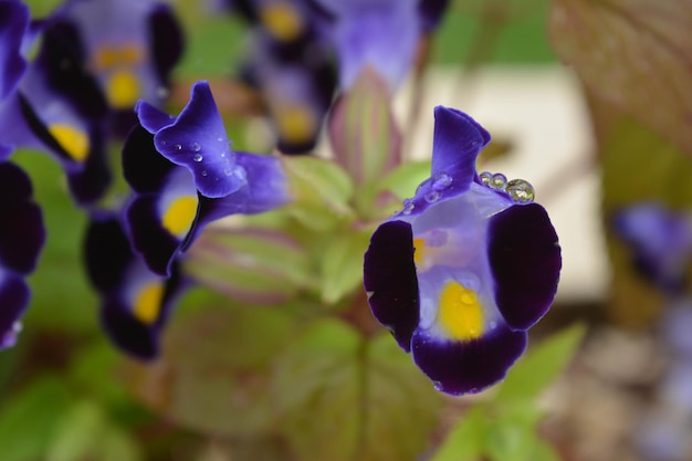 Photo vue rapprochée de la fleur bleue