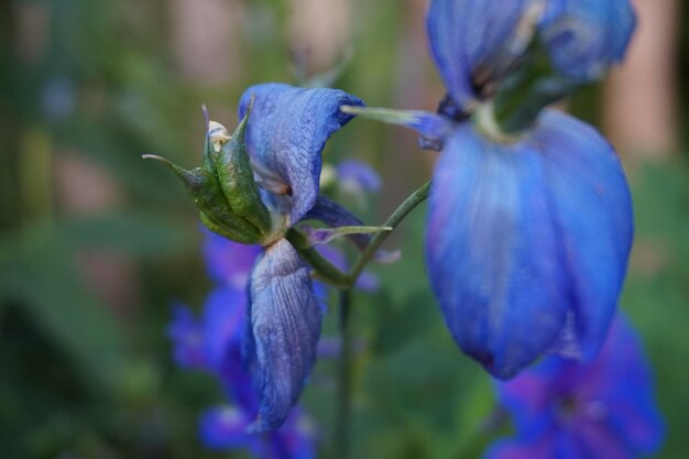 Photo vue rapprochée de la fleur bleue