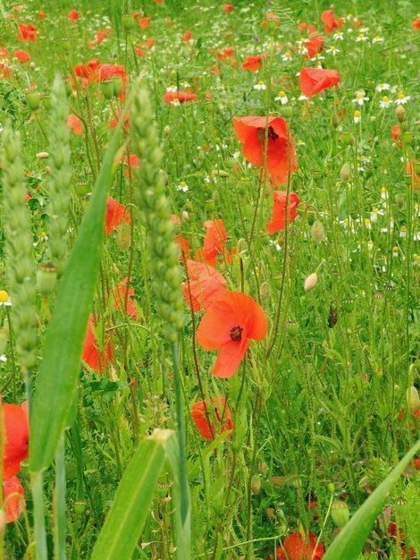 Photo vue rapprochée d'une fleur de caca qui pousse dans le champ