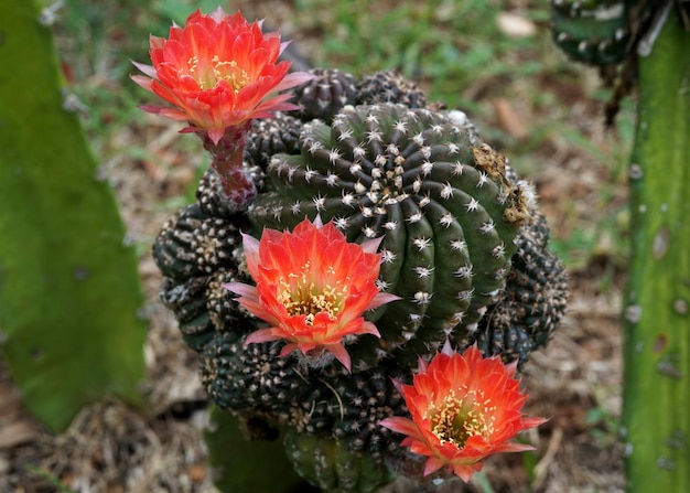 Photo vue rapprochée de la fleur de cactus echinopsis dans le jardin