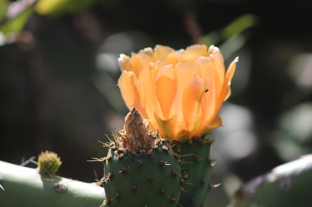 Vue rapprochée d'une fleur de cactus