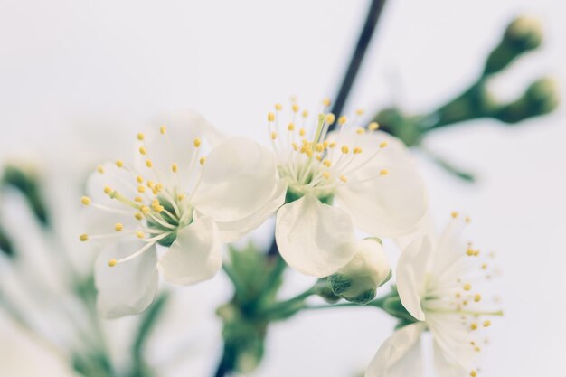Photo vue rapprochée de la fleur de cerise blanche