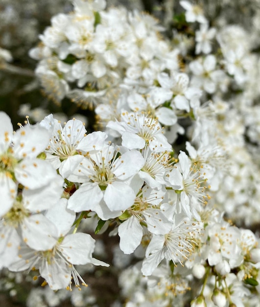 Photo vue rapprochée de la fleur de cerise blanche