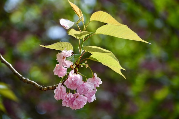 Photo vue rapprochée de la fleur de cerise rose sur l'arbre