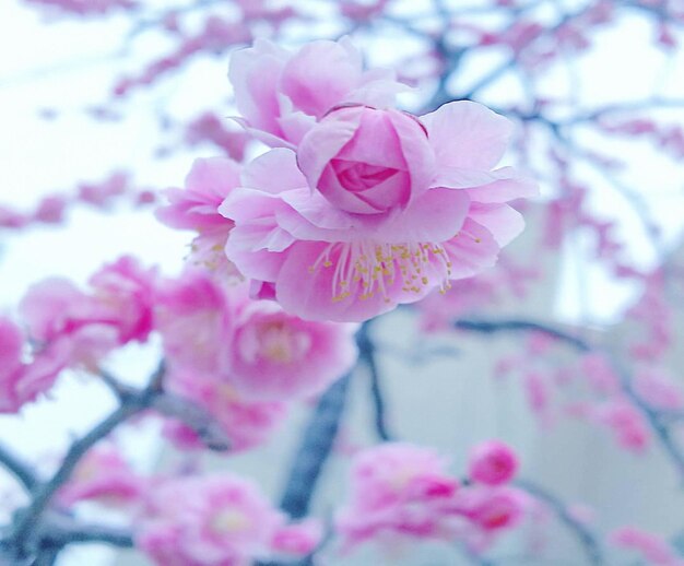 Photo vue rapprochée de la fleur de cerise rose