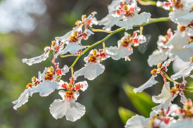 Photo vue rapprochée de la fleur de cerisier sur l'arbre