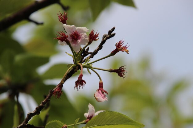 Photo vue rapprochée de la fleur de cerisier sur l'arbre