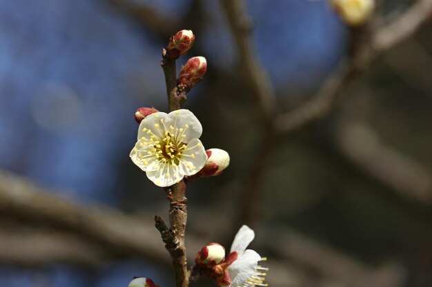 Photo vue rapprochée de la fleur de cerisier sur l'arbre