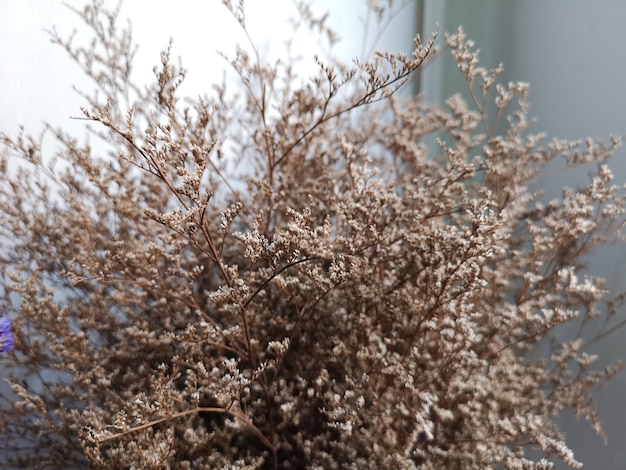 Photo vue rapprochée de la fleur de cerisier contre le ciel