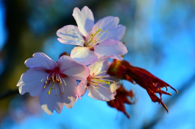 Photo vue rapprochée de la fleur de cerisier