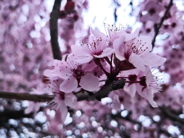 Photo vue rapprochée de la fleur de cerisier