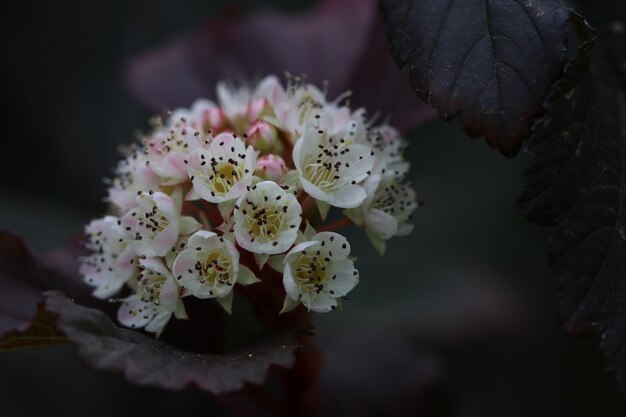 Photo vue rapprochée de la fleur de cerisier