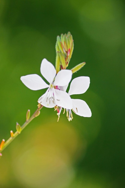 Photo vue rapprochée de la fleur de cerisier