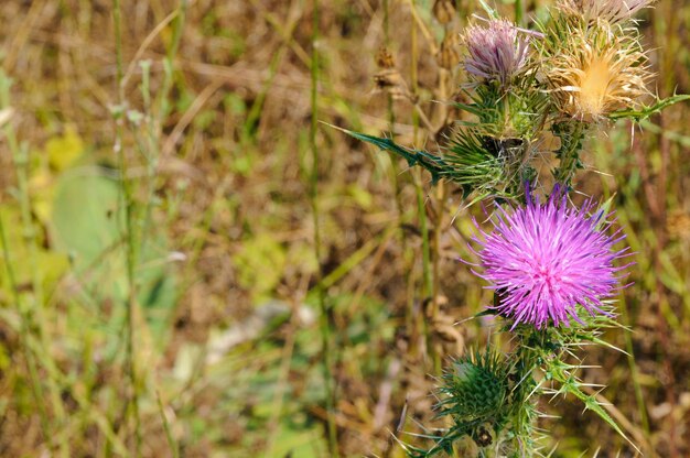 Photo vue rapprochée de la fleur de chardon pourpre sur le champ