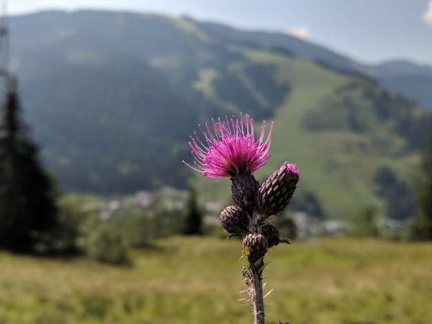 Vue rapprochée de la fleur de chardon rose sur le champ