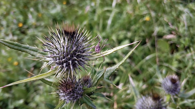 Vue rapprochée de la fleur de chardon