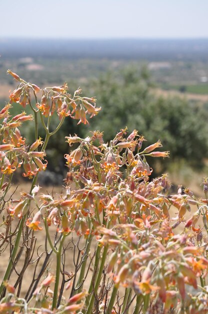 Photo vue rapprochée d'une fleur contre le ciel