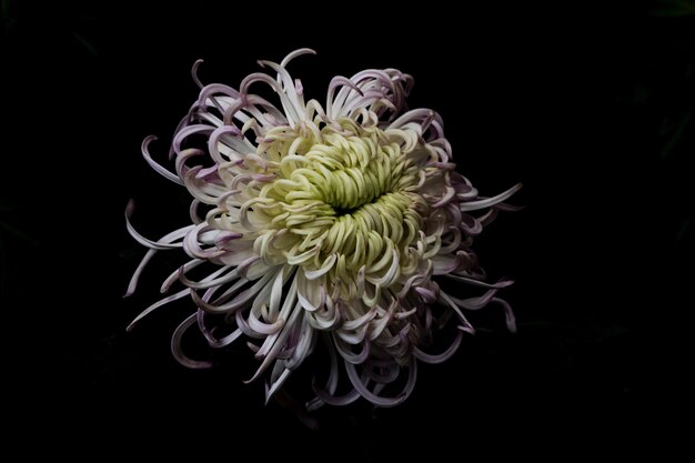 Photo vue rapprochée d'une fleur de corail sur un fond noir