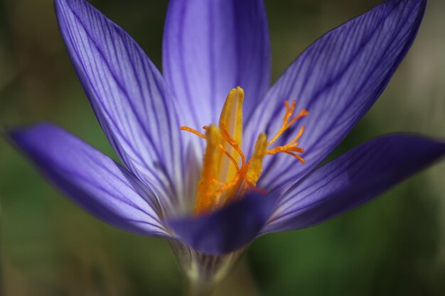 Photo vue rapprochée de la fleur de crocus pourpre