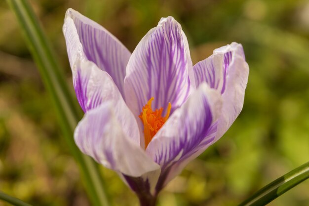 Vue rapprochée de la fleur de crocus pourpre