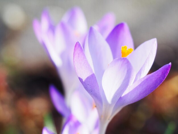 Vue rapprochée de la fleur de crocus pourpre