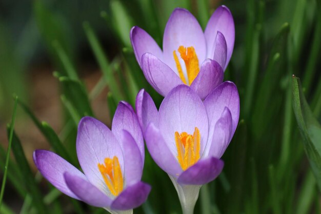 Vue rapprochée de la fleur de crocus pourpre