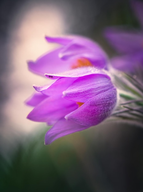 Photo vue rapprochée de la fleur de crocus rose