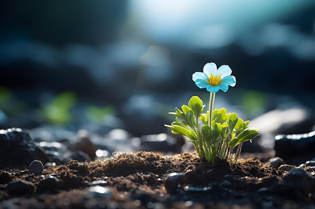 Une vue rapprochée de la fleur de Cyan Blossom