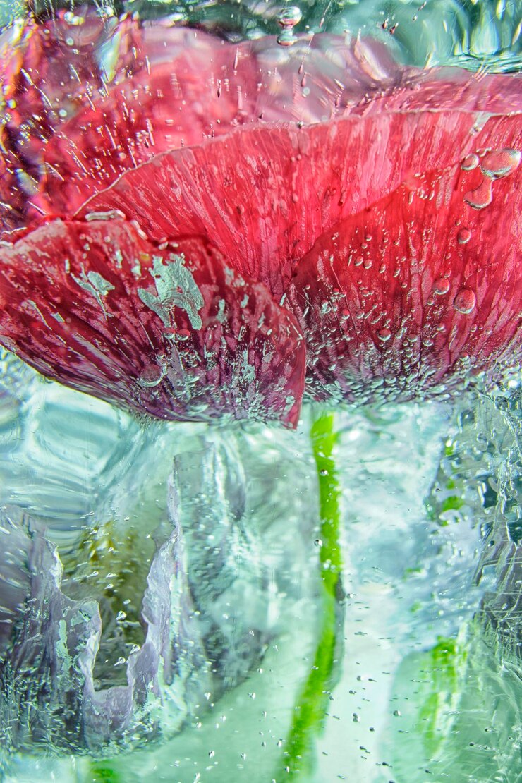 Photo vue rapprochée d'une fleur dans l'eau