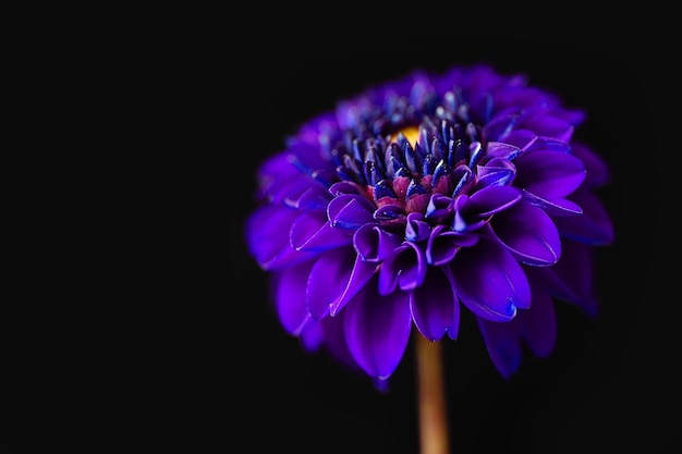 Photo vue rapprochée de la fleur de dhalia violette sur un fond noir