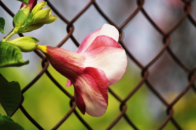 Vue rapprochée de la fleur du jubilé des cerises Allamanda