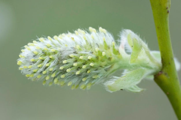 Photo vue rapprochée d'une fleur femelle du saule chèvre salix caprea