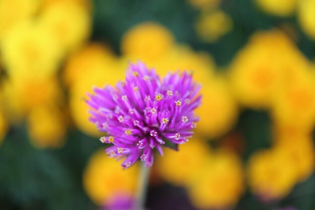 Photo vue rapprochée de la fleur de feux d'artifice ou de la gomphrena pulchella avec des margarides floues en arrière-plan