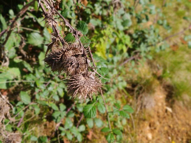 Photo vue rapprochée d'une fleur flétrie sur le champ