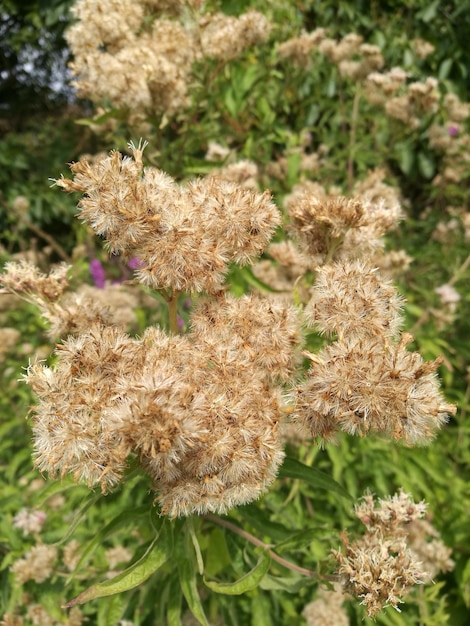 Photo vue rapprochée d'une fleur flétrie sur le champ