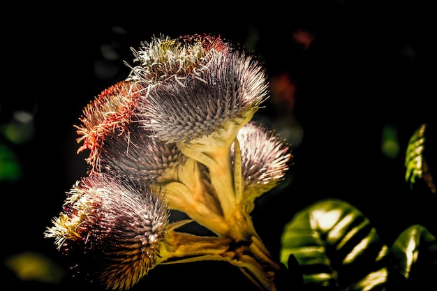 Photo vue rapprochée d'une fleur flétrie sur un fond flou