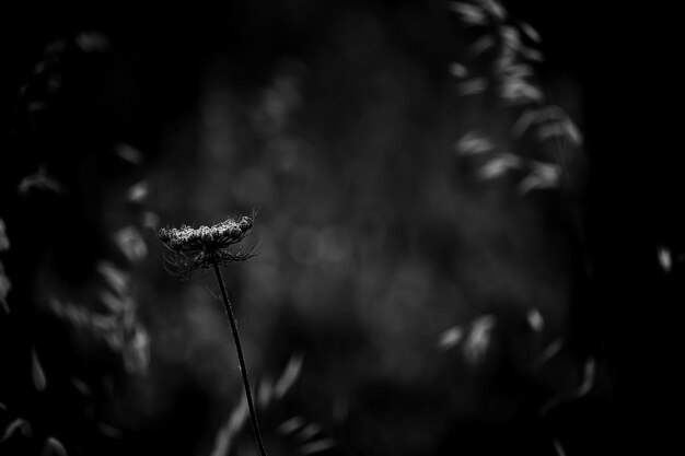 Photo vue rapprochée d'une fleur flétrie