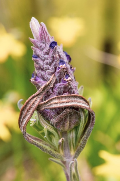 Vue rapprochée d'une fleur flétrie