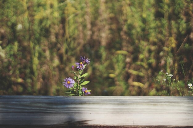 Photo vue rapprochée de la fleur sur un fond flou