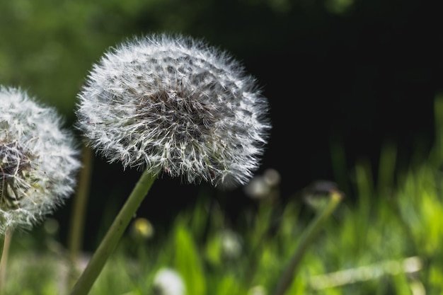 Photo vue rapprochée de la fleur sur un fond flou